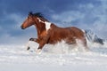 Horse in snow Royalty Free Stock Photo