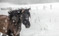 Horse in the snow