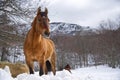 Horse in the snow at Santo Stefano d`Aveto - Liguria Royalty Free Stock Photo