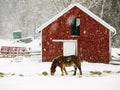 Horse in snow storm Royalty Free Stock Photo