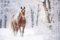 A horse in the snow. A sturdy equine in a forest covered with pristine snow, creating a winter background Royalty Free Stock Photo