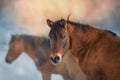 Horse in snow winter day Royalty Free Stock Photo