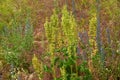 Horse sorrel on herbage background