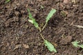 Horse sorrel weed in the garden. Rumex confertus leaf rosette