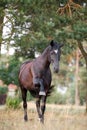 Horse spanish walk on command by black draft mare in summer