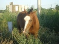 A horse that speaks? Royalty Free Stock Photo