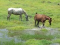 Horse splashing water