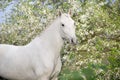 White horse in spring garden Royalty Free Stock Photo