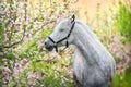 Horse on spring flowers