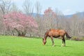 Horse in Spring Pasture