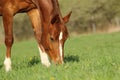 Horse in spring pasture Royalty Free Stock Photo