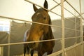 Horse in stable Royalty Free Stock Photo