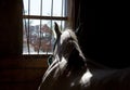 Horse in a stable Royalty Free Stock Photo