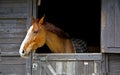 Horse snort Royalty Free Stock Photo