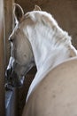 Horse in stable Royalty Free Stock Photo
