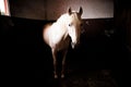 Horse in stable Royalty Free Stock Photo