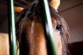 Horse in stable Royalty Free Stock Photo