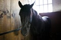 Horse in stable Royalty Free Stock Photo