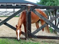 Horse in stable on a background of summer landscape