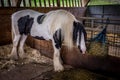 Horse in a stable Royalty Free Stock Photo