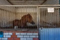 Horse in the stable behind bars, close up Royalty Free Stock Photo