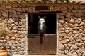 Horse in stable Royalty Free Stock Photo