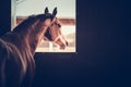 Horse in a Stable Box Royalty Free Stock Photo
