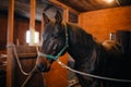 Close-up detail of brown horse, bridle, saddle. Winter, snow Royalty Free Stock Photo