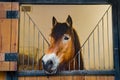 Draft horse in stable Royalty Free Stock Photo