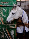 Horse in a stable at the Ekka Royal Queensland Show Royalty Free Stock Photo