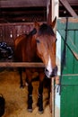 Horse in a stable at the Ekka Royal Queensland Show Royalty Free Stock Photo