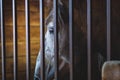 Horse stable farm ranch animal,  sport box Royalty Free Stock Photo