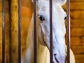 Horse stable farm ranch animal,  window box Royalty Free Stock Photo