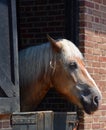 Horse in stable at Middleton Place