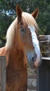 Horse in stable at Middleton Place