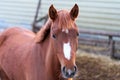 Horse in stable. Portrait of a horse, nice brown horse Royalty Free Stock Photo