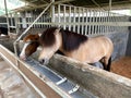 Two brown horses Royalty Free Stock Photo