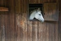 Horse in the stable Royalty Free Stock Photo