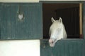 A head of white horse coming out from stable Royalty Free Stock Photo