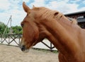 Horse in stable on a background of summer landscape