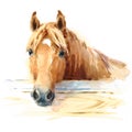 Horse in Stable Watercolor Animal Illustration Hand Painted Royalty Free Stock Photo
