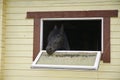 Horse in a stable window in the village Vladykino in Russia