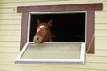 Horse in a stable window in the village Vladykino in Russia