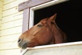 Horse in a stable window in the village Vladykino in Russia