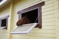 Horse in a stable window in the village Vladykino in Russia