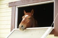 Horse in a stable window in the village Vladykino in Russia