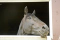 Horse in a stable window in the village Vladykino in Russia