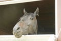 Horse in a stable window in the village Vladykino in Russia