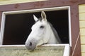 Horse in a stable window in the village Vladykino in Russia