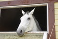 Horse in a stable window in the village Vladykino in Russia